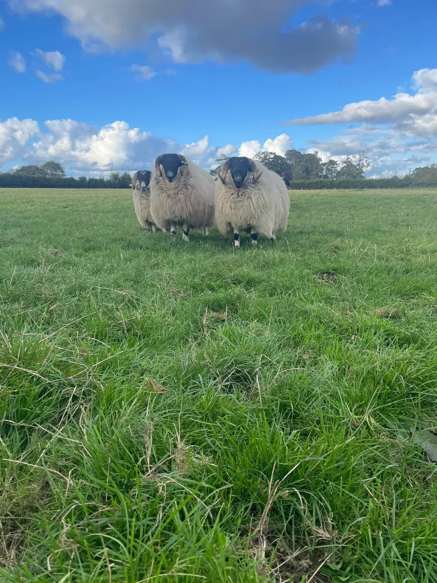 Ram lambs - Image 3