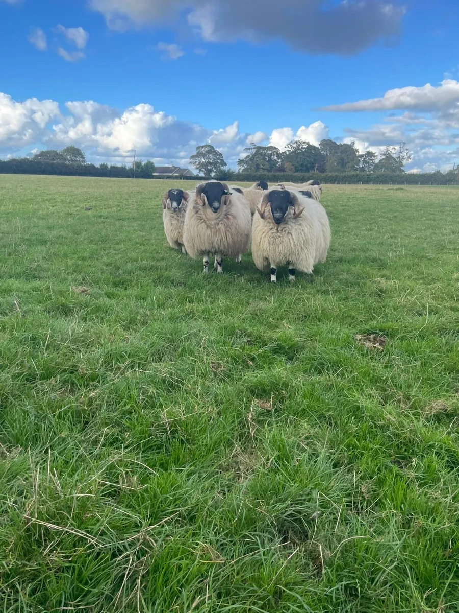 Ram lambs - Image 4