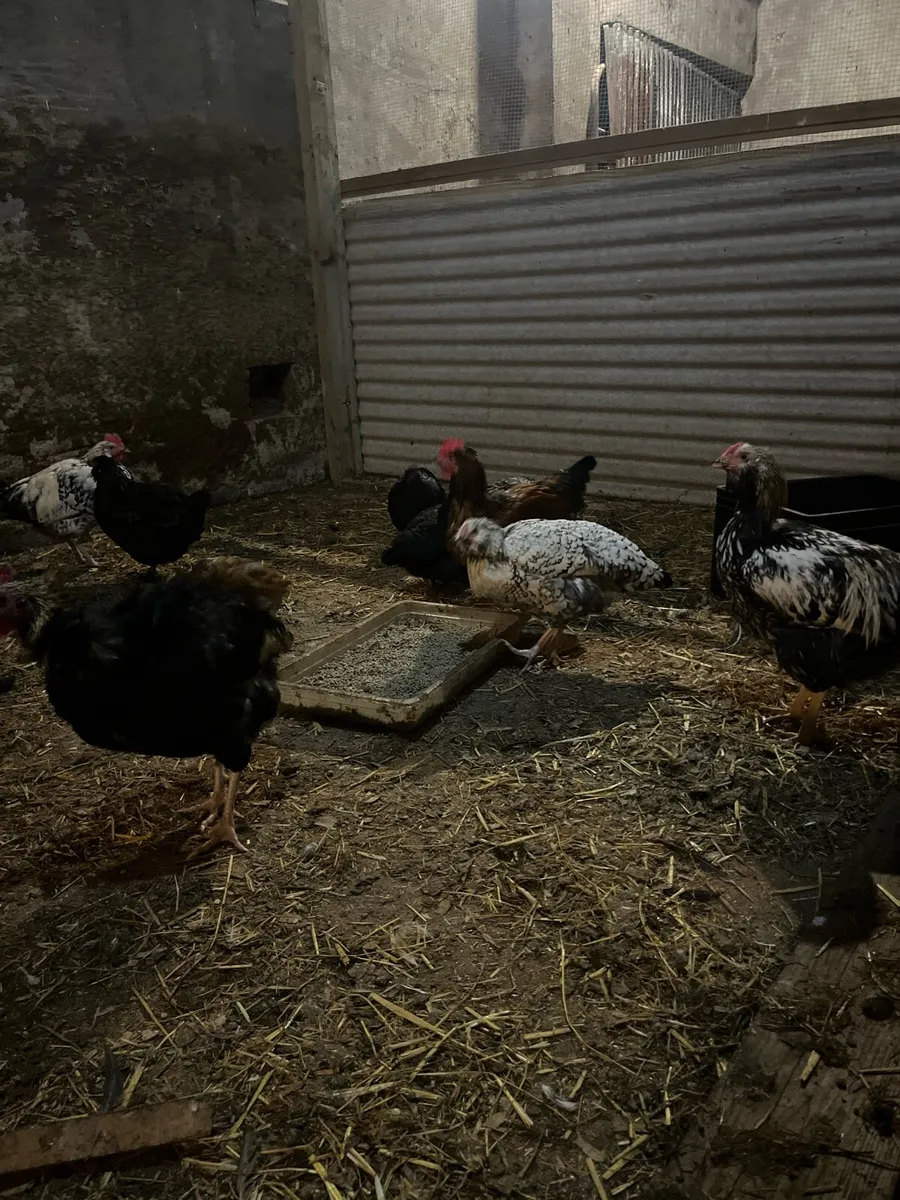 21 week old pullets hens and Roos - Image 1