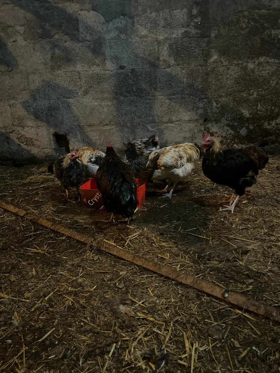 21 week old pullets hens and Roos - Image 2