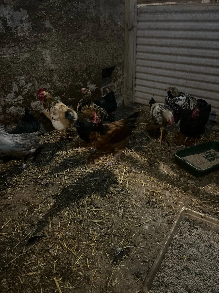 21 week old pullets hens and Roos - Image 3