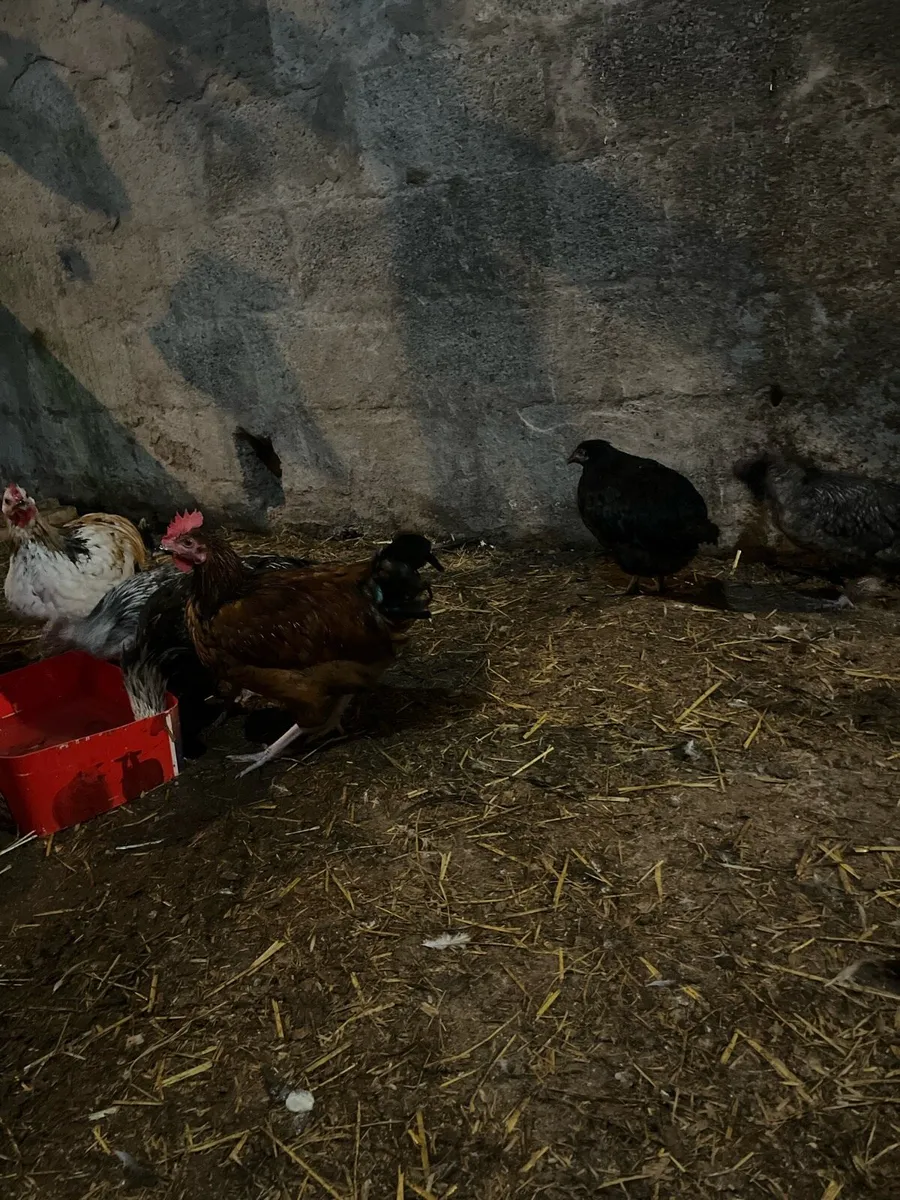 21 week old pullets hens and Roos - Image 4
