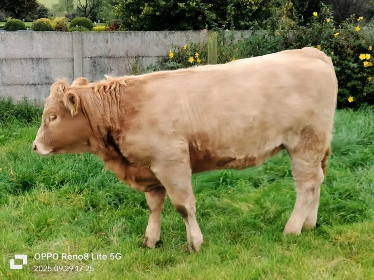 For sale CH  female - Image 1