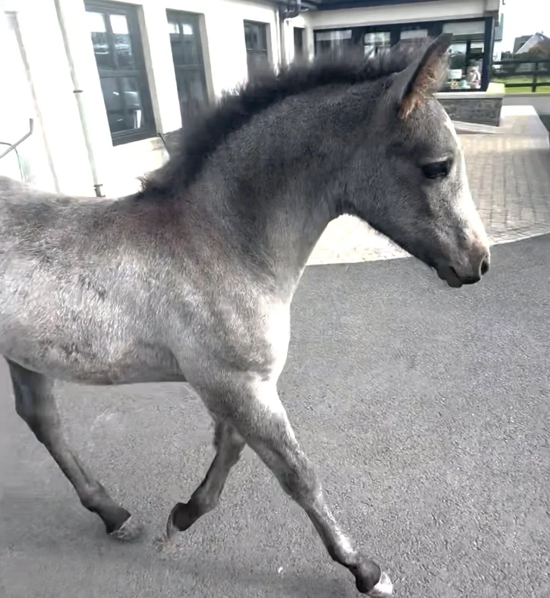 Connemara Colt Foal - Image 2