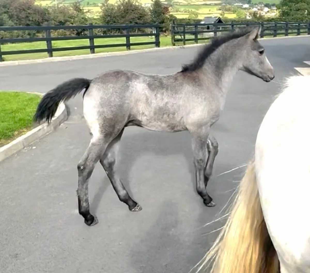 Connemara Colt Foal - Image 3