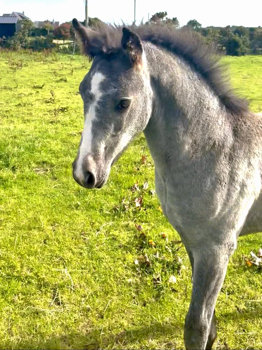Connemara Colt Foal - Image 4