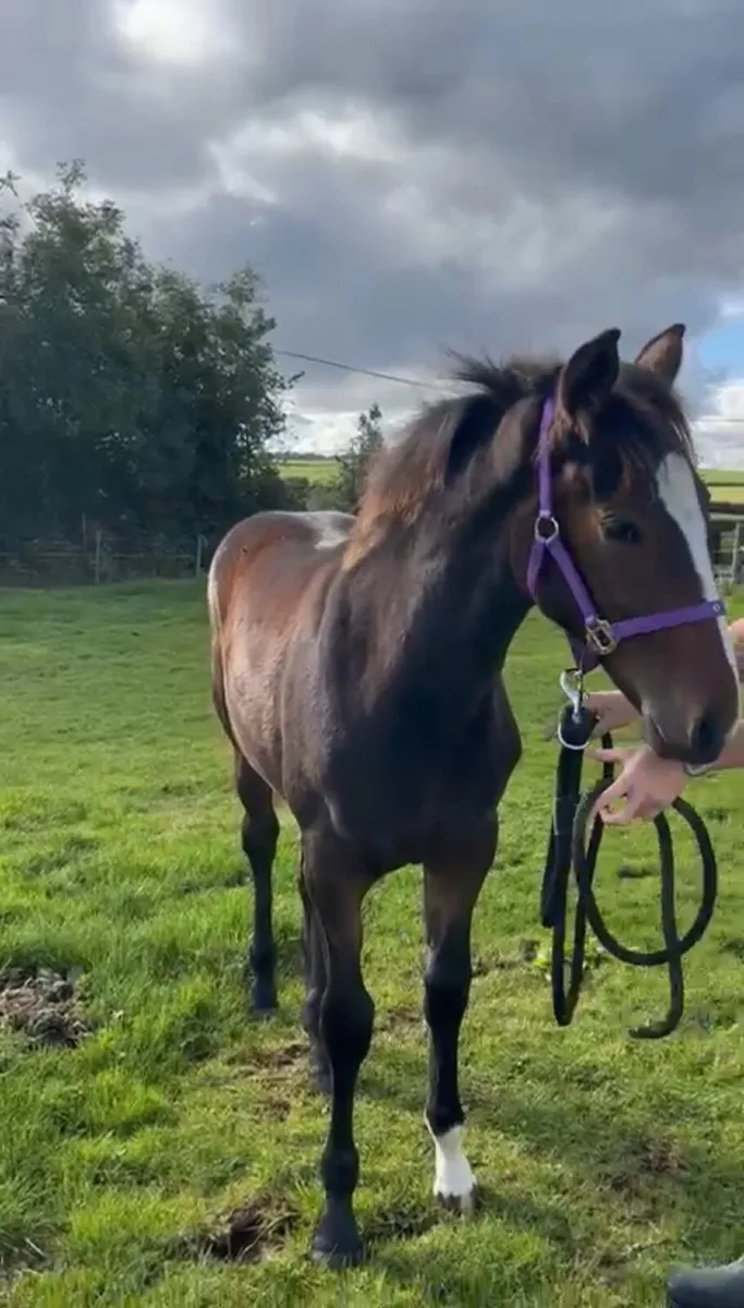 Bay filly foal - Image 1