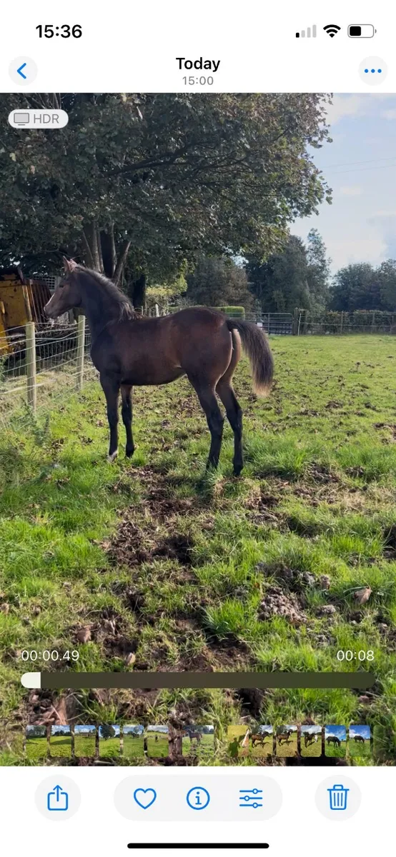 Bay filly foal - Image 2