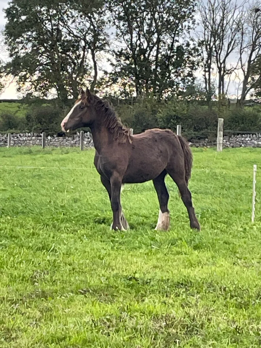 Filly foal - Image 1