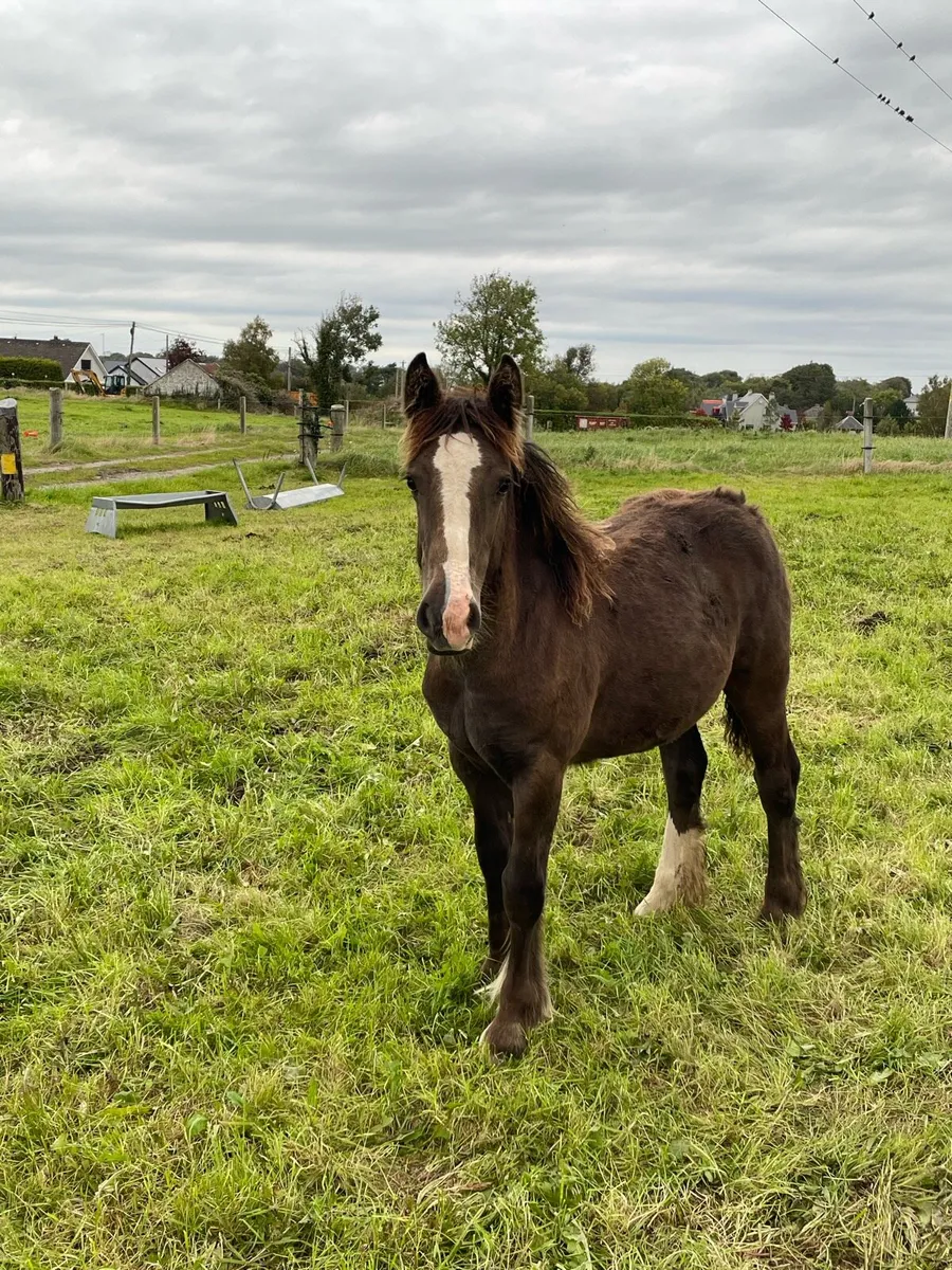 Filly foal - Image 2