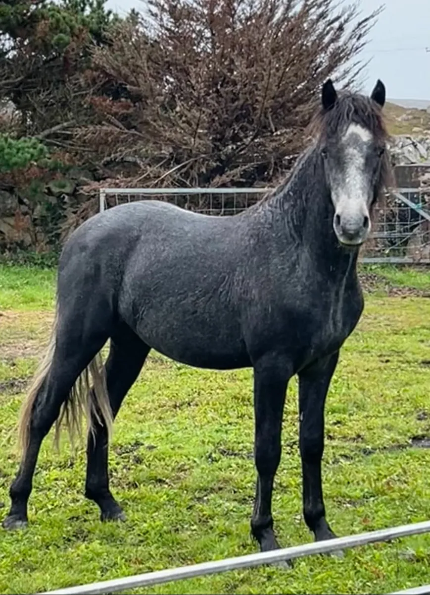 Connemara colt - Image 2