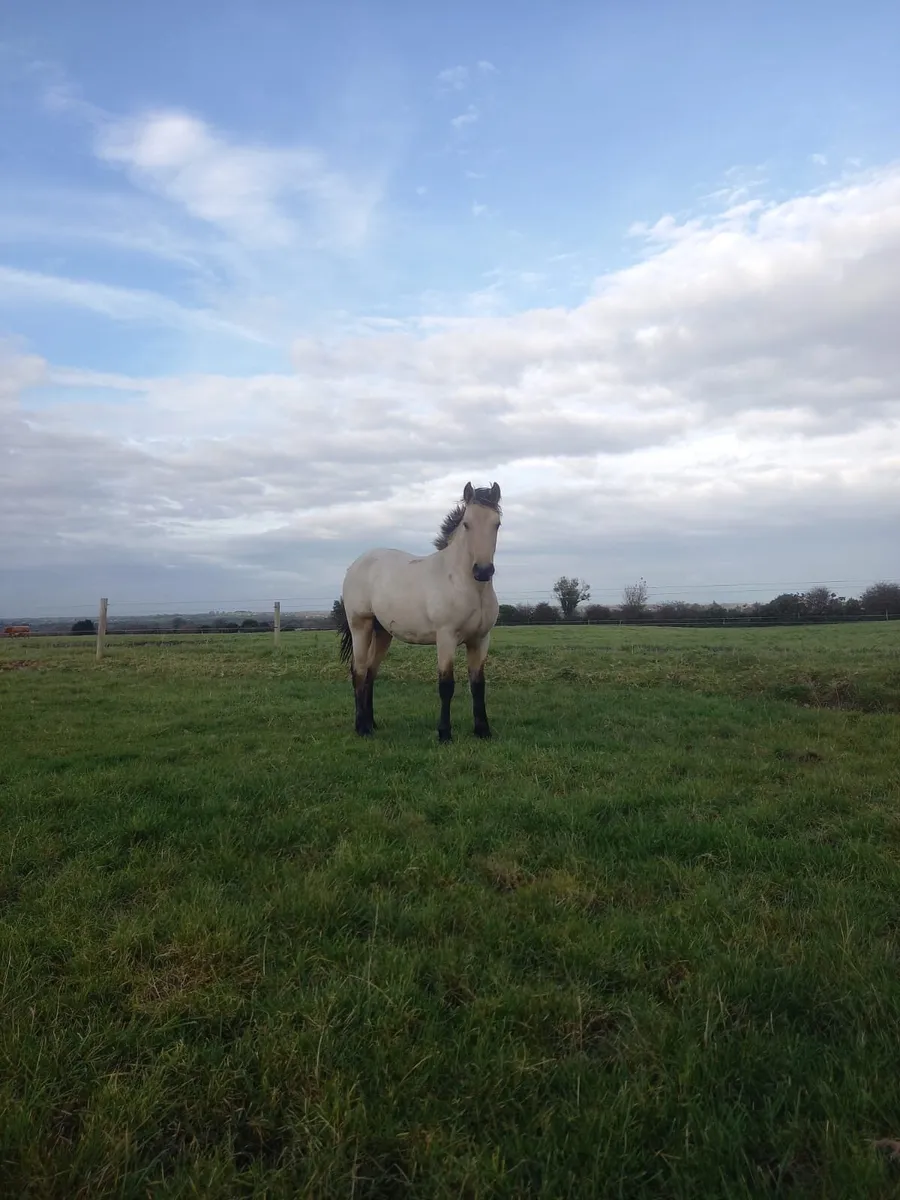 Dun Connemara colt - Image 1