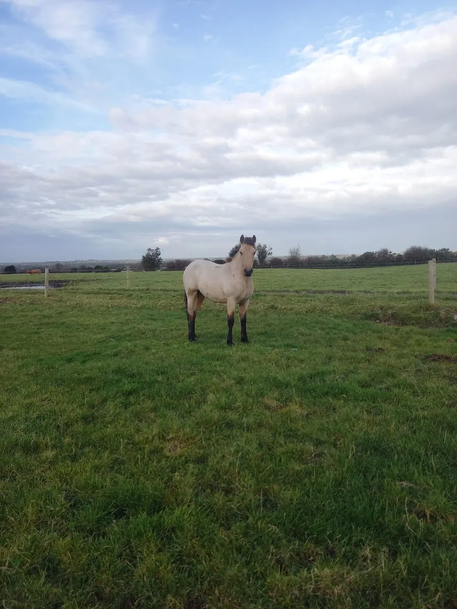 Dun Connemara colt - Image 3