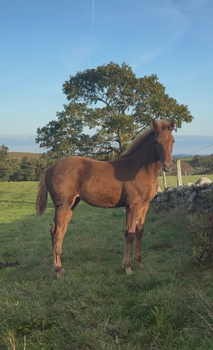 Chestnut draught foal - Image 1
