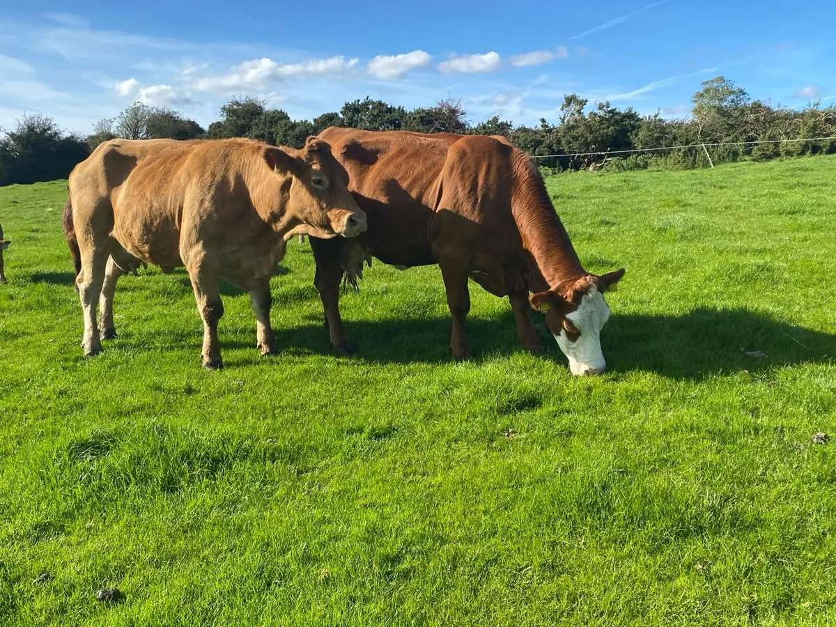 TWO SUCKLER COWS AND TWO CALVES - Image 2