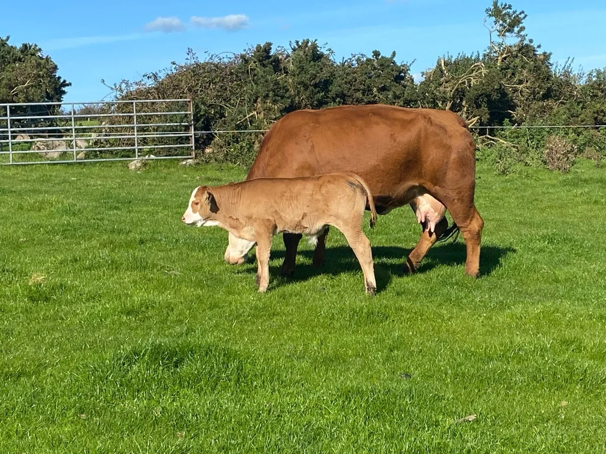 TWO SUCKLER COWS AND TWO CALVES - Image 4