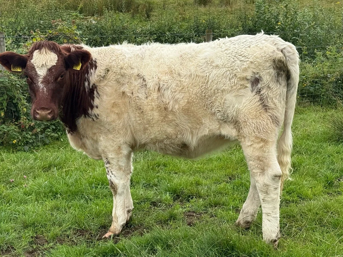 15 Heifers— real cow makers - Image 1