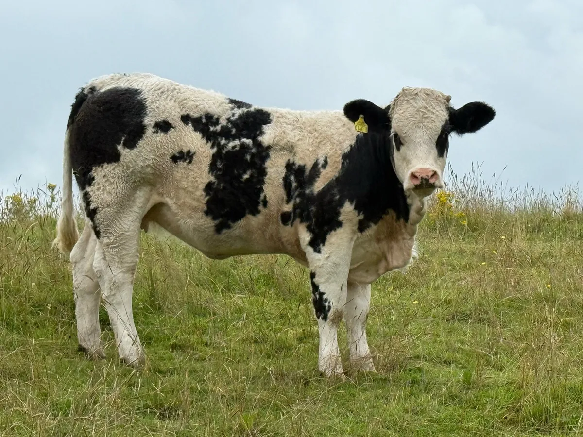 15 Heifers— real cow makers - Image 2