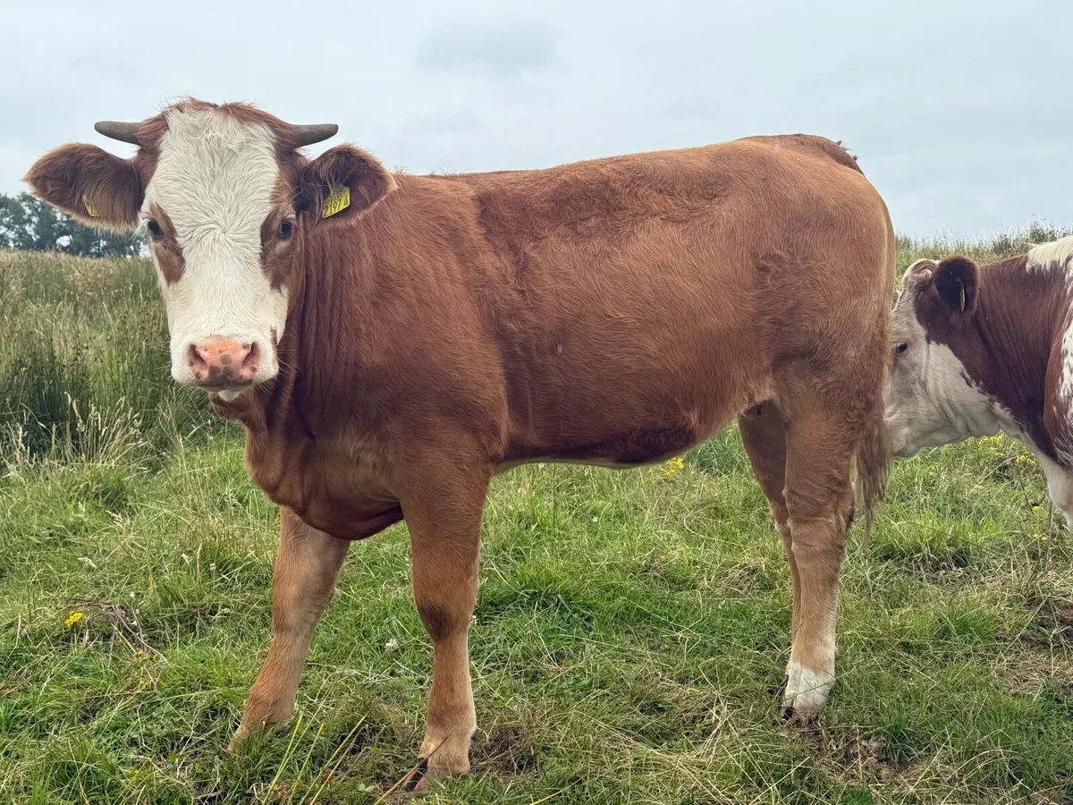 15 Heifers— real cow makers - Image 3