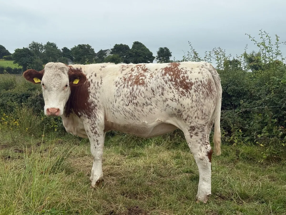 15 Heifers— real cow makers - Image 4