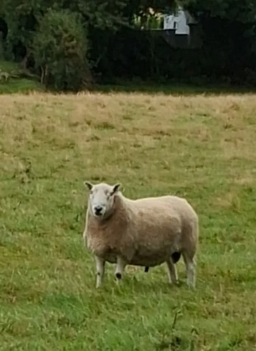 North County Cheviot Ram