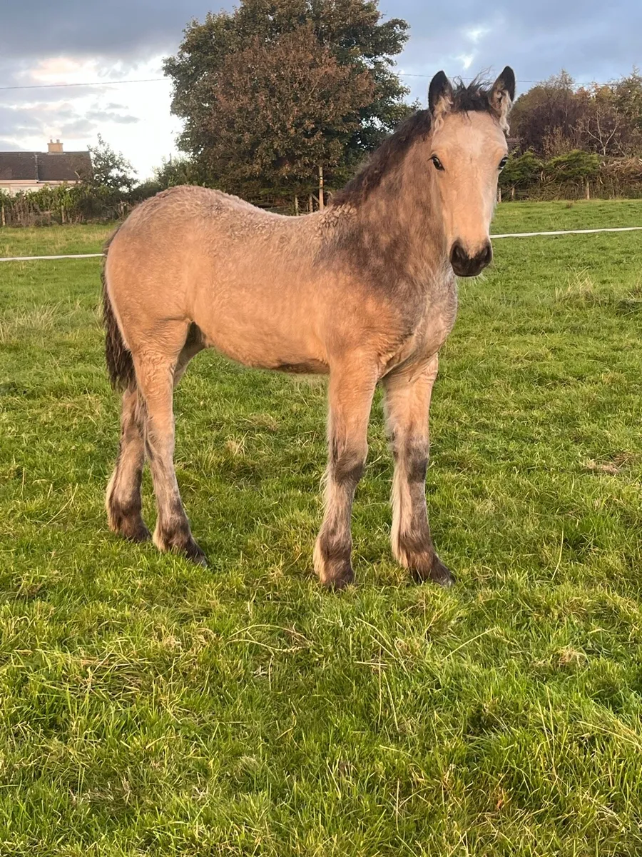 DUN COLT FOAL - Image 3