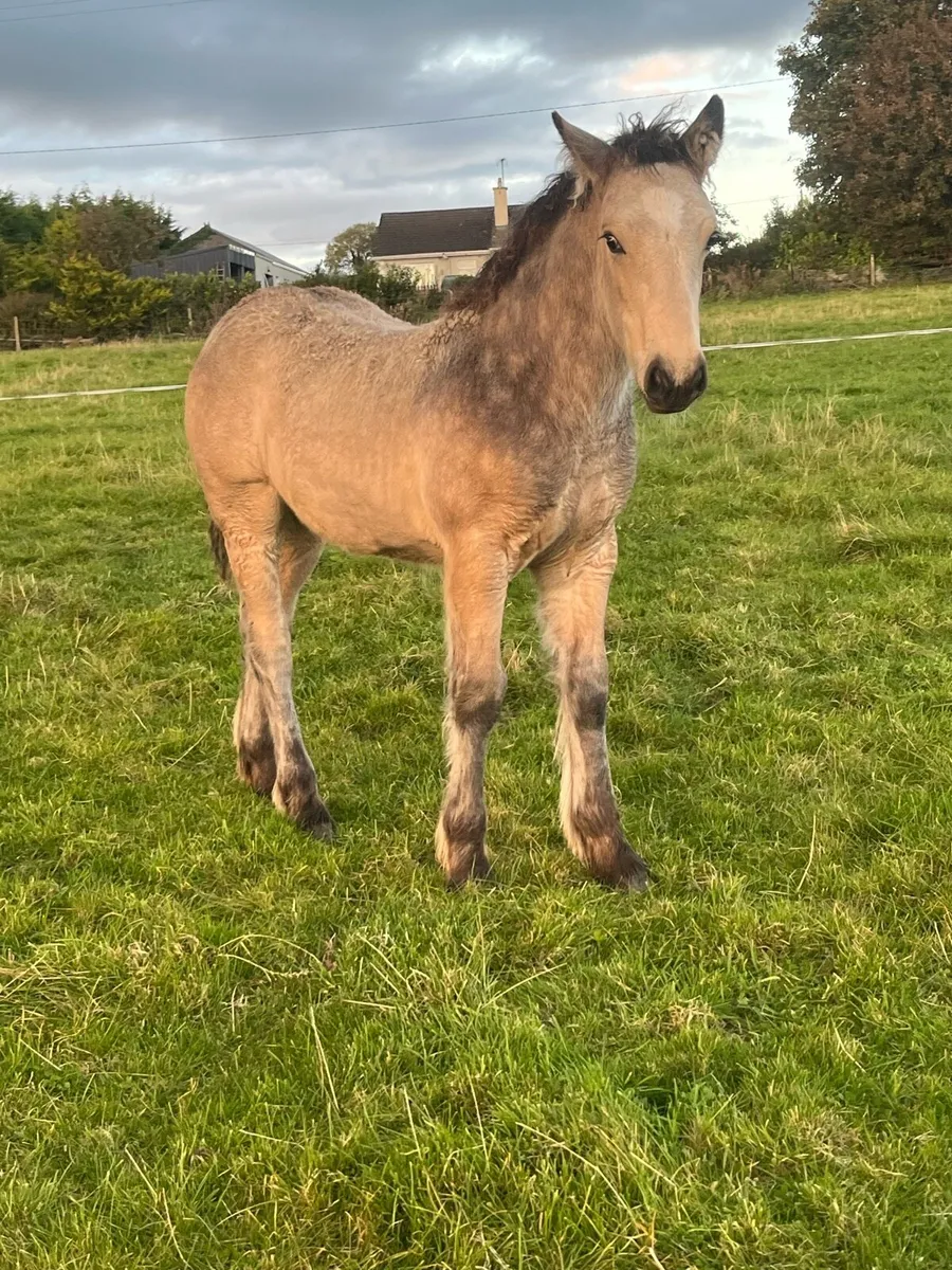 DUN COLT FOAL - Image 4