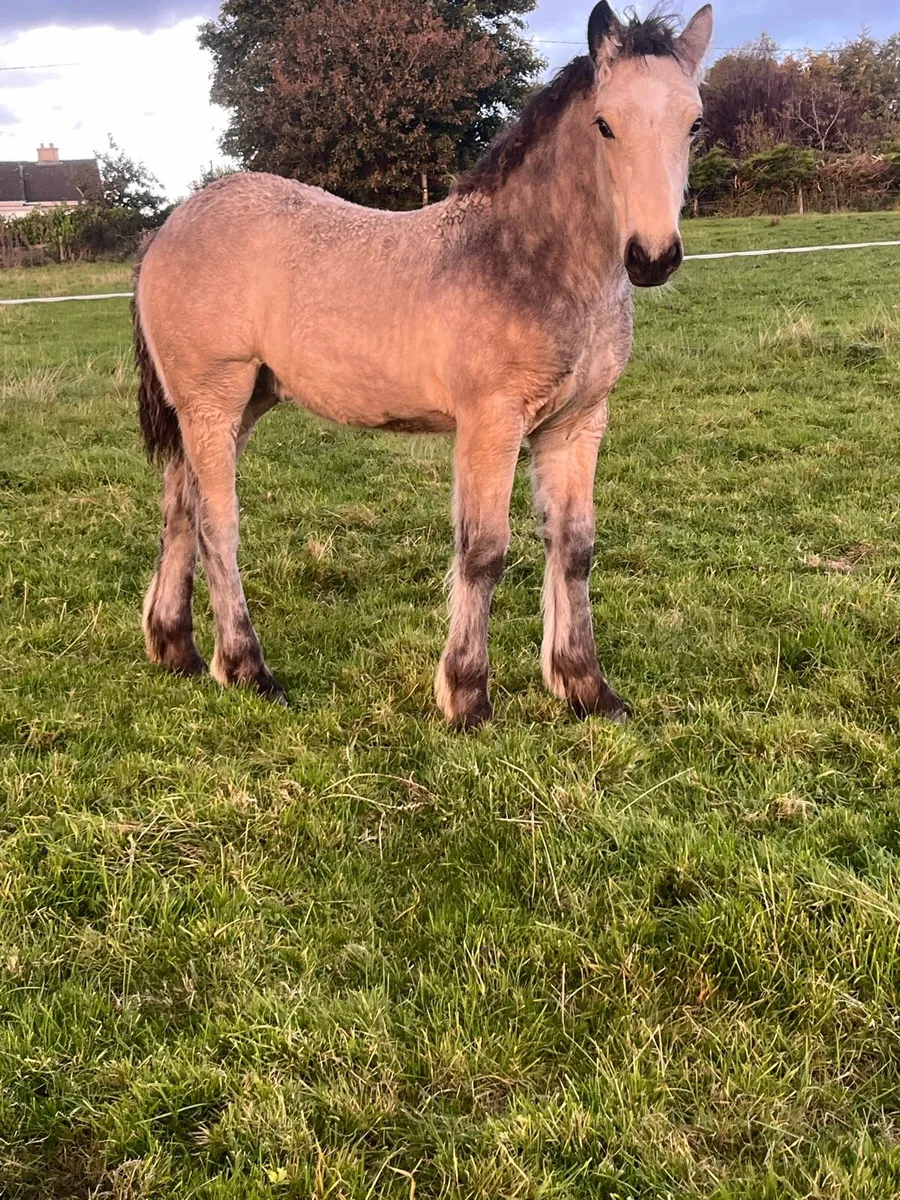 DUN COLT FOAL - Image 2
