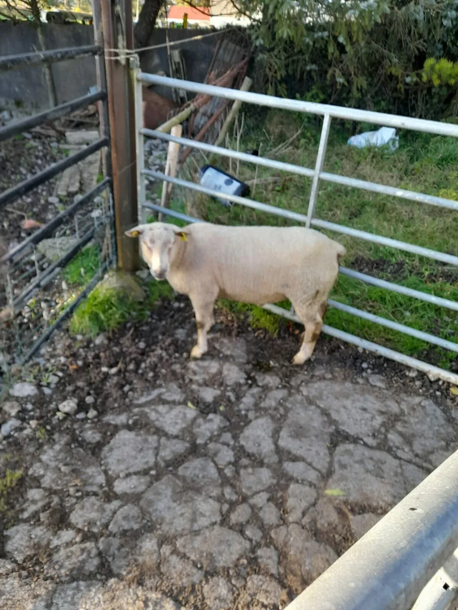Pure Breed Charollais Hogget Ram