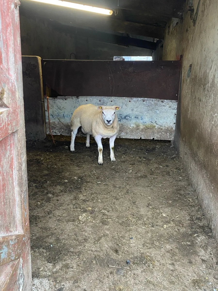 Pedigree registered 5 star texel rams⭐️ - Image 1