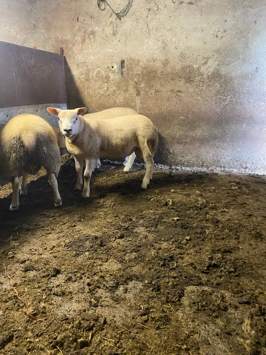Pedigree registered 5 star texel rams⭐️ - Image 2
