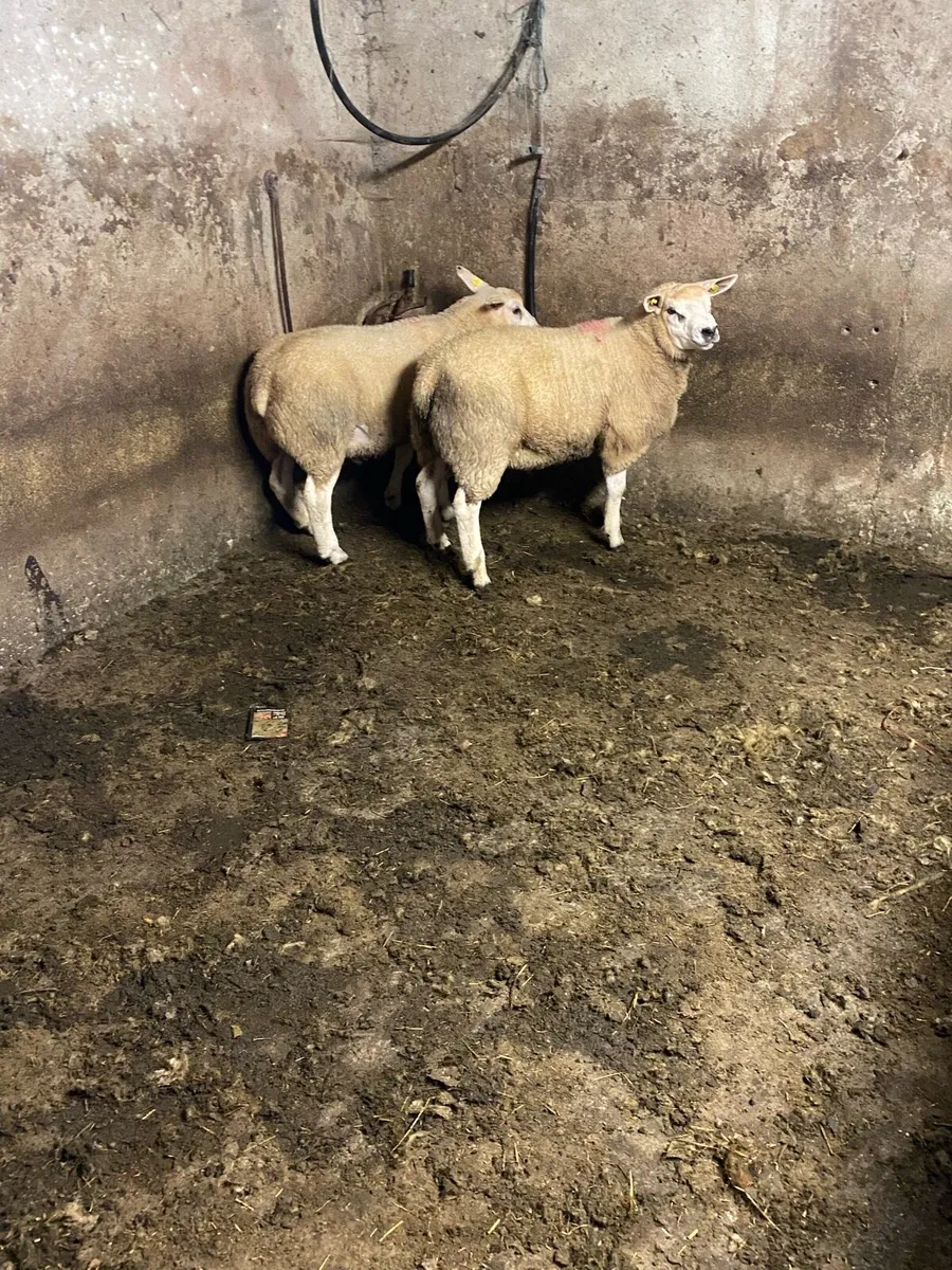 Pedigree registered 5 star texel rams⭐️ - Image 3