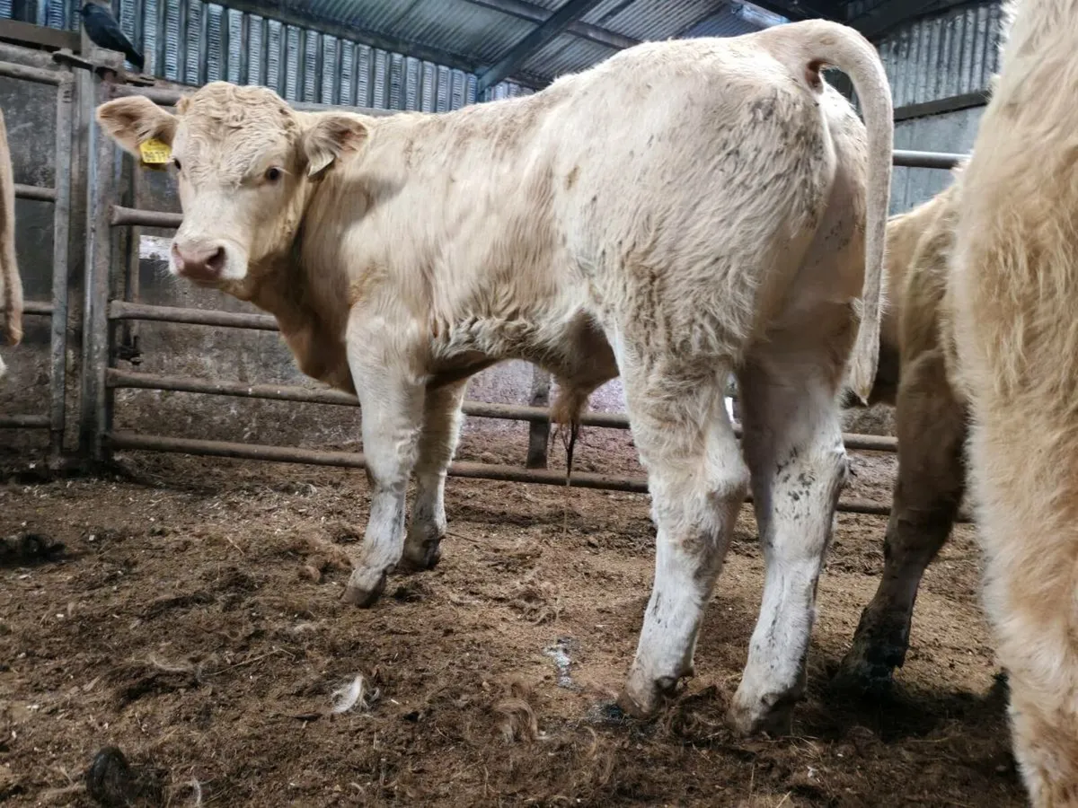 10 Super Golden Chx Bullock's - Image 1