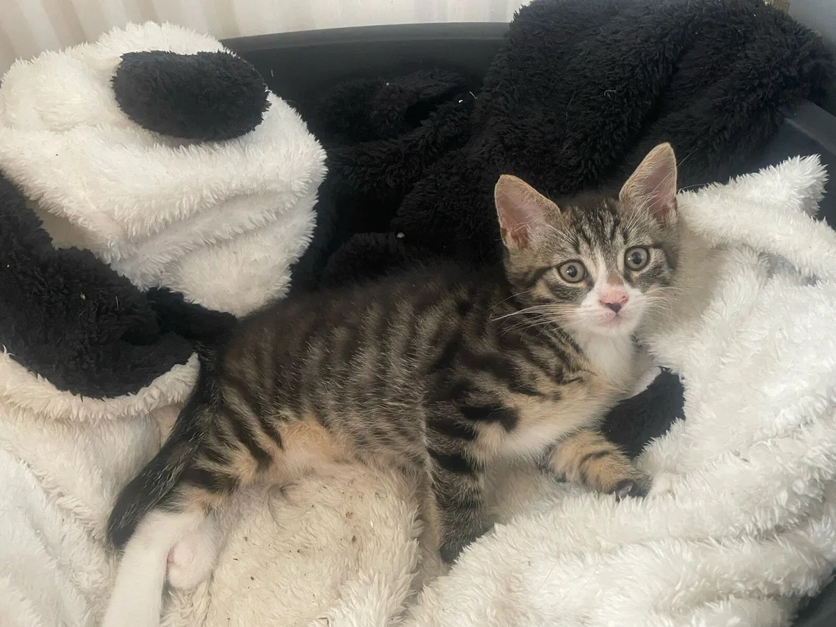 Kitten - Image 2