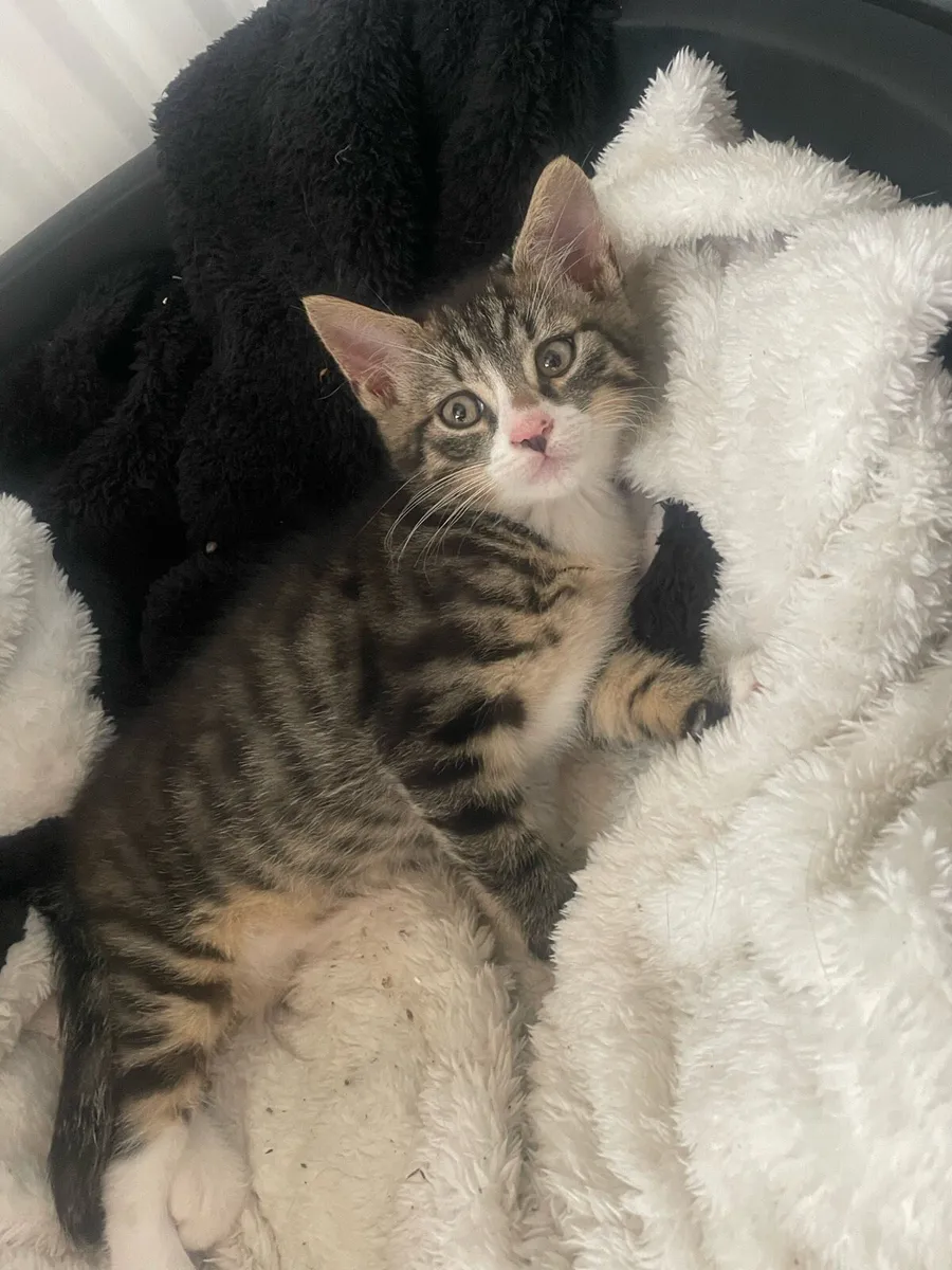 Kitten - Image 1