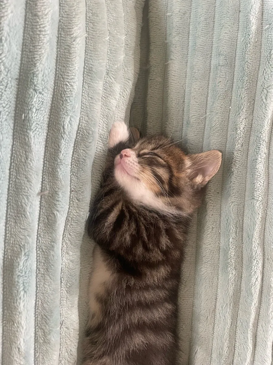 Kitten - Image 3