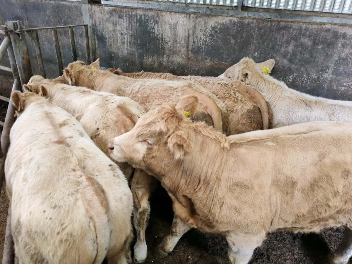10 Super Golden Chx Bullock's - Image 3
