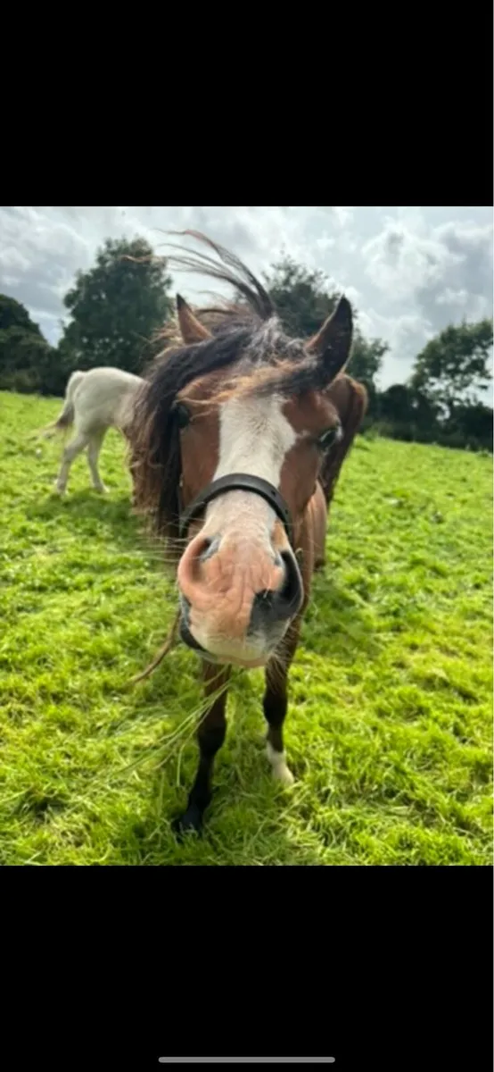 Flashy 2yo gelding - Image 1