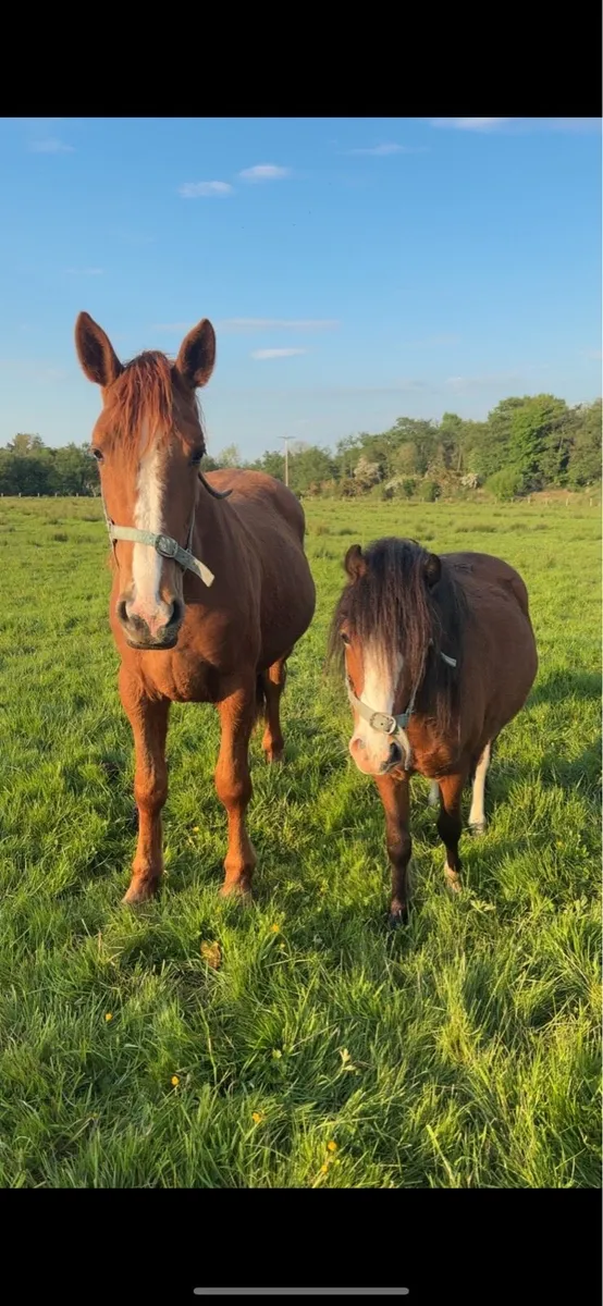 Flashy 2yo gelding - Image 2