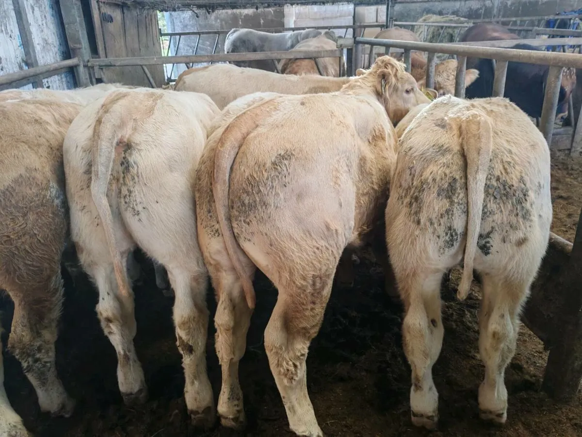 10 Super Golden Chx Bullock's - Image 4