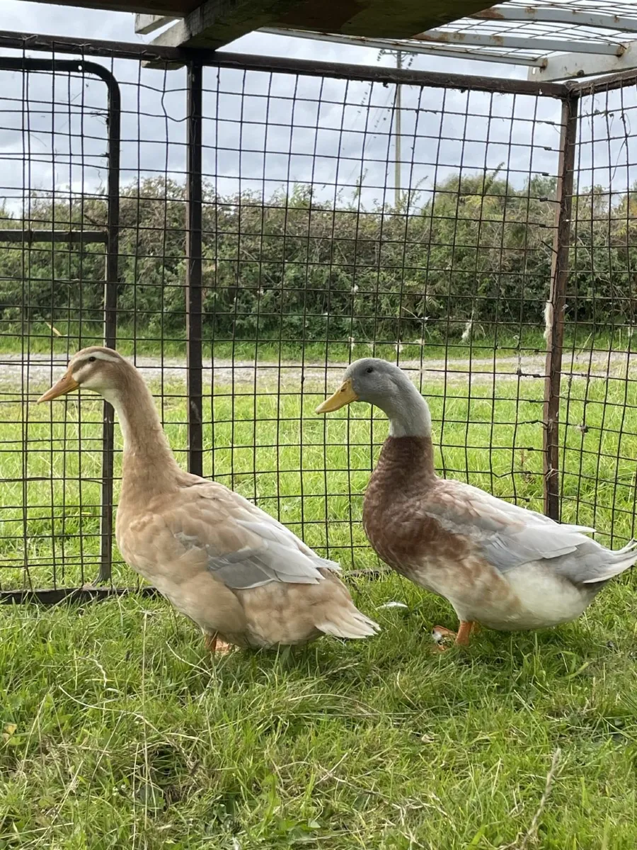 purebred saxong ducks and purebrewelsh harlquins - Image 1