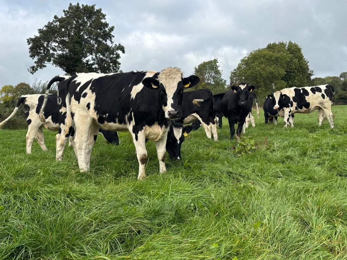 10 Quality HO/FR in-calf Heifers - Image 1