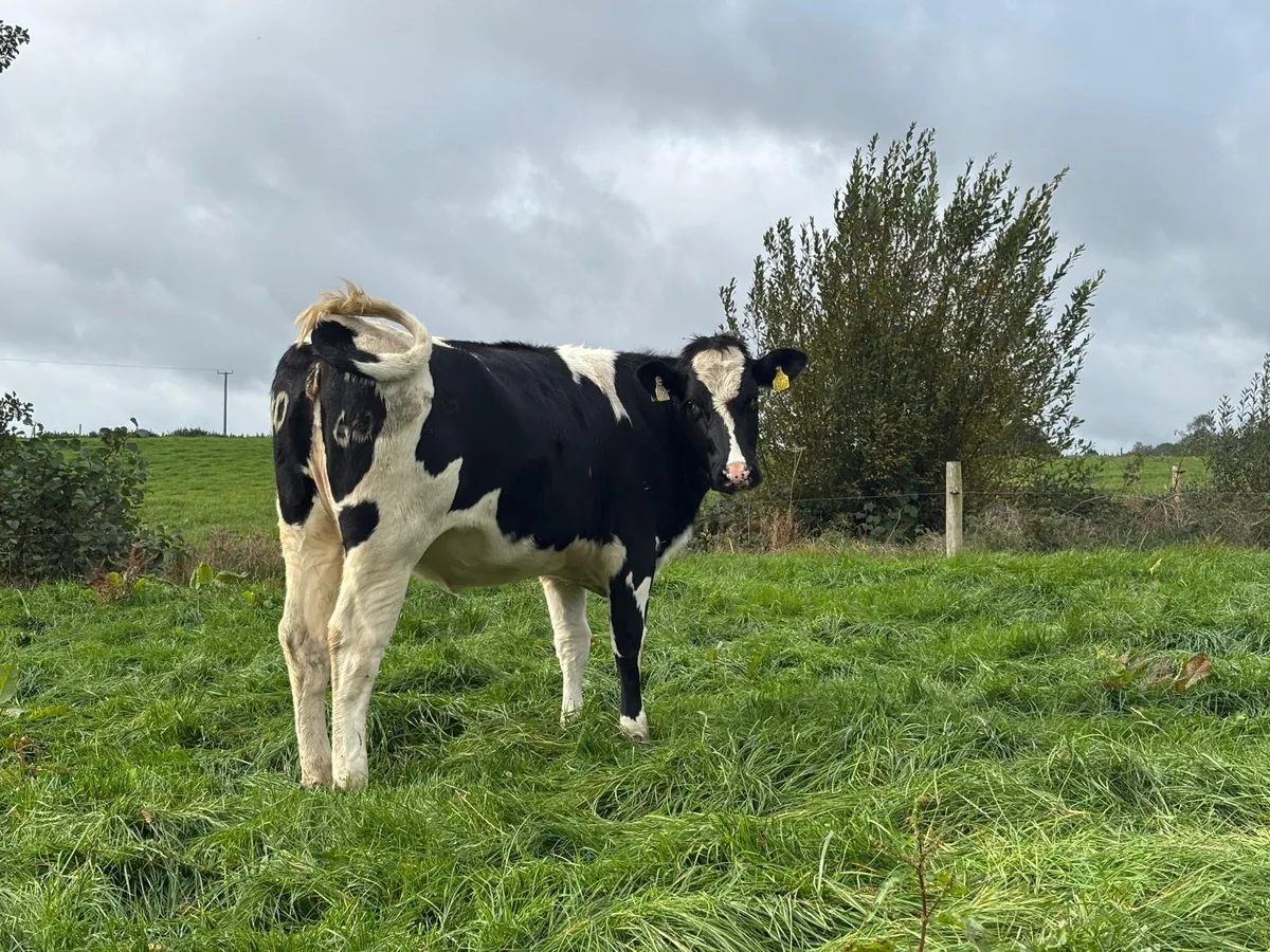 10 Quality HO/FR in-calf Heifers - Image 2