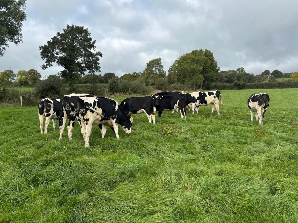 10 Quality HO/FR in-calf Heifers - Image 3