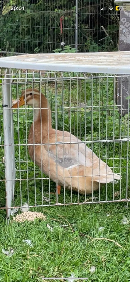 purebred saxong ducks and purebrewelsh harlquins - Image 2
