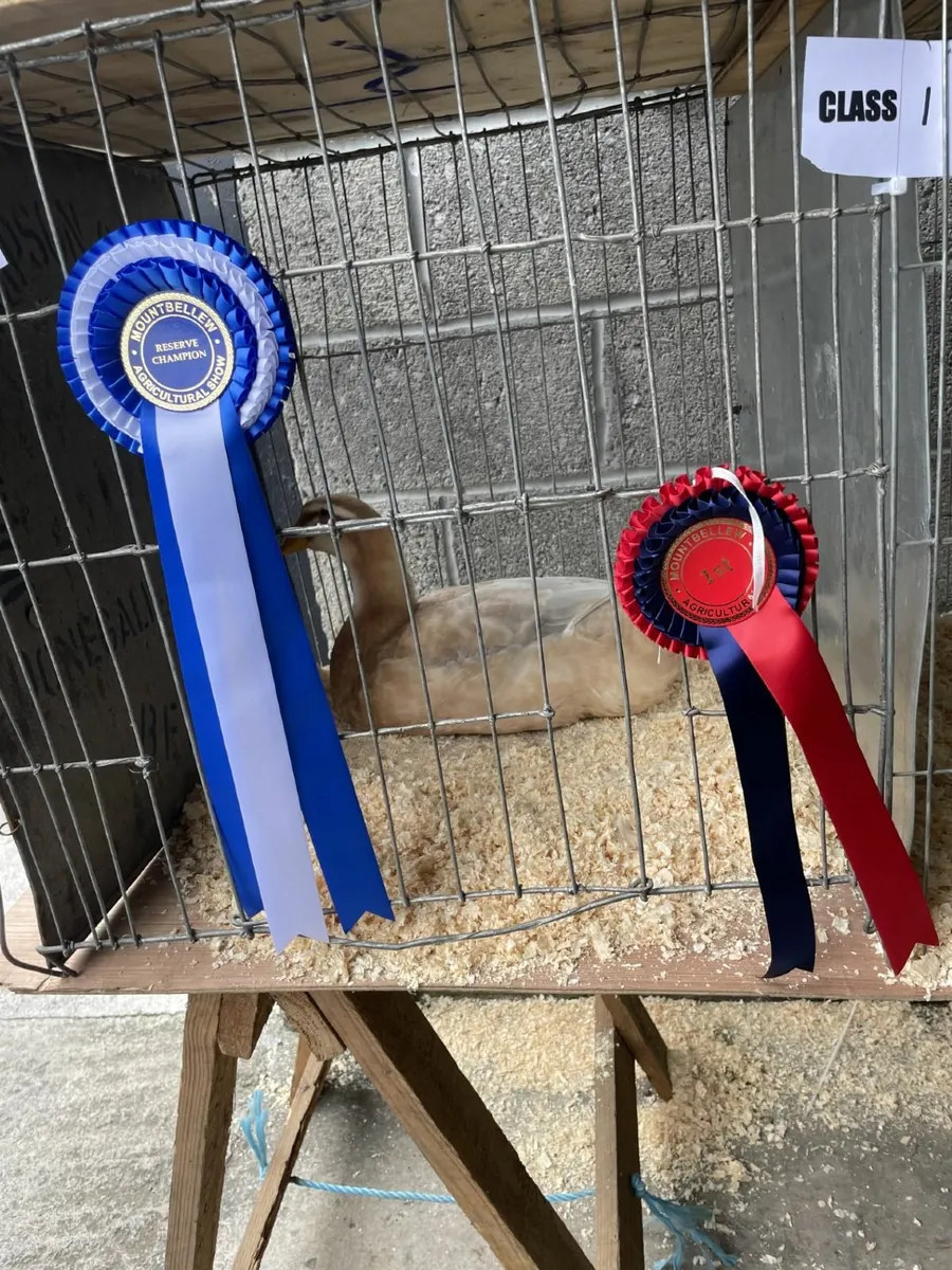 purebred saxong ducks and purebrewelsh harlquins - Image 3