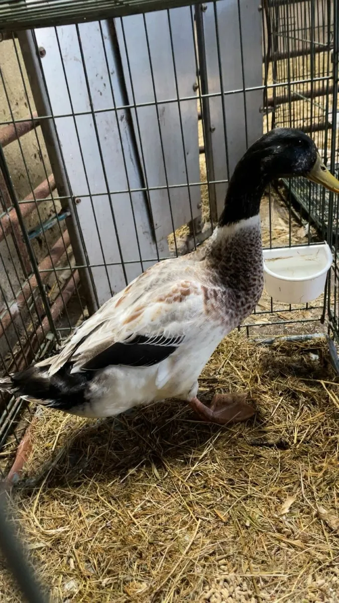 purebred saxong ducks and purebrewelsh harlquins - Image 4