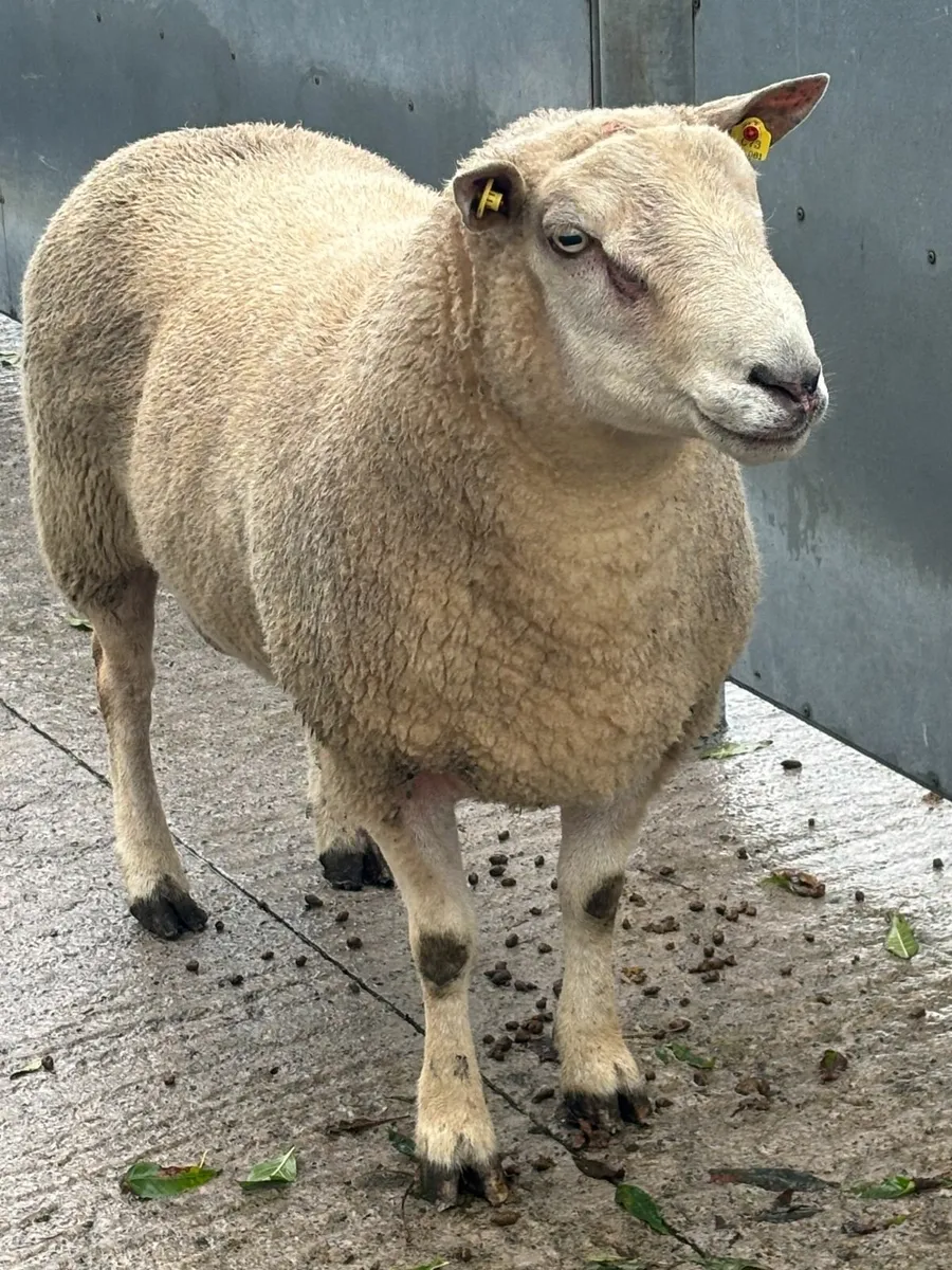 Charolais Ram