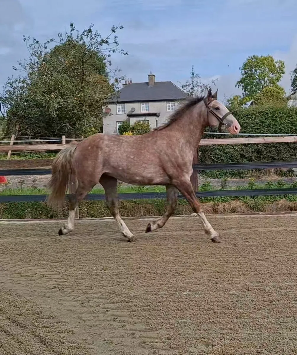 2yo  RID Gelding × Gentle Diamond - Image 2