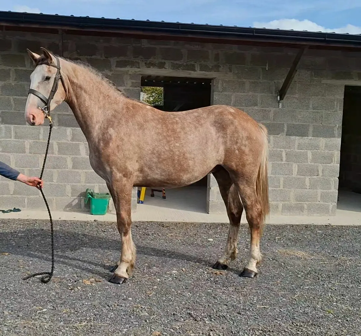 2yo  RID Gelding × Gentle Diamond - Image 1